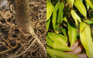 GIẢI PHÁP THUỐC KÍCH RỄ CỰC MẠNH – LÁ XANH MƯỚT CHO VƯỜN SẦU RIÊNG