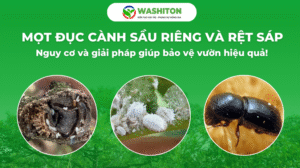 MỌT ĐỤC CÀNH SẦU RIÊNG VÀ RỆT SÁP - Nguy cơ và giải pháp bảo vệ vườn hiệu quả