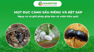 MỌT ĐỤC CÀNH SẦU RIÊNG VÀ RỆT SÁP