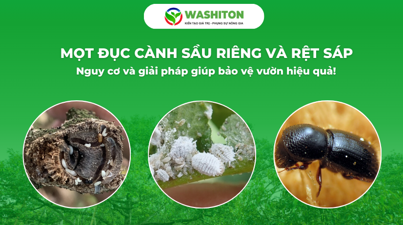 MỌT ĐỤC CÀNH SẦU RIÊNG VÀ RỆT SÁP