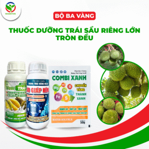 THUỐC DƯỠNG TRÁI SẦU RIÊNG LỚN TRÒN ĐỀU