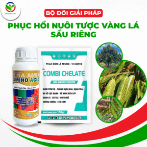 BỘ ĐÔI GIẢI PHÁP – PHỤC HỒI NUÔI TƯỢC, VÀNG LÁ SẦU RIÊNG