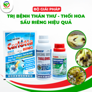 TRỊ BỆNH THÁN THƯ - THỐI HOA SẦU RIÊNG HIỆU QUẢ