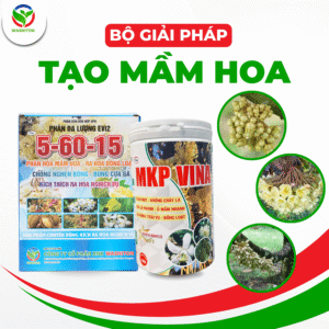 Thuốc xịt tạo mầm Sầu Riêng
