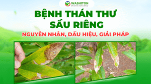 Bệnh thán thư Sầu Riêng