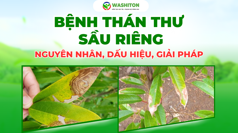 Bệnh thán thư Sầu Riêng