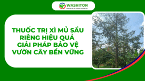 thuốc trị xì mủ sầu riêng trị nấm phytophthora