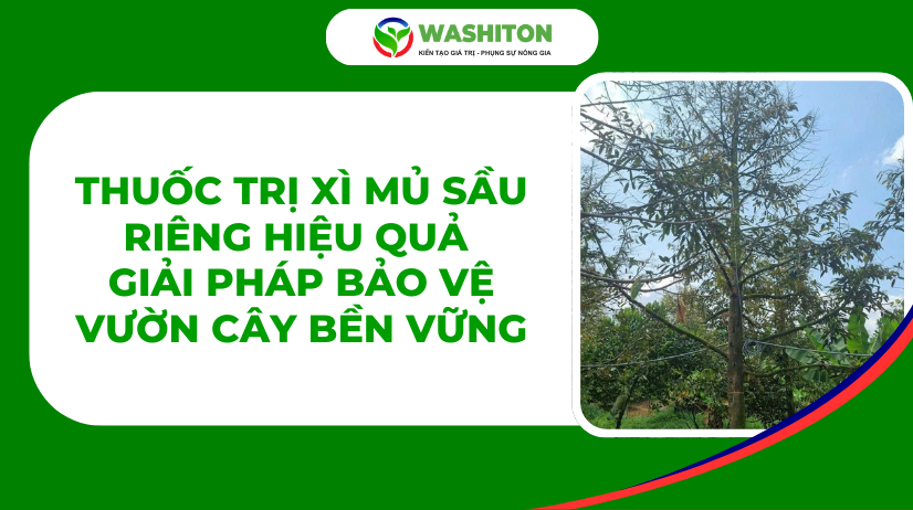 thuốc trị xì mủ sầu riêng trị nấm phytophthora