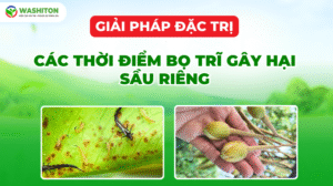 CÁC THỜI ĐIỂM BỌ TRĨ GÂY HẠI SẦU RIÊNG