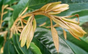 Chặn đọt Sầu Riêng