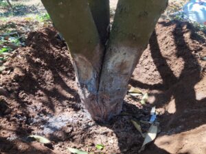 Đào hộc, cắt rễ Sầu Riêng - Chặn đọt