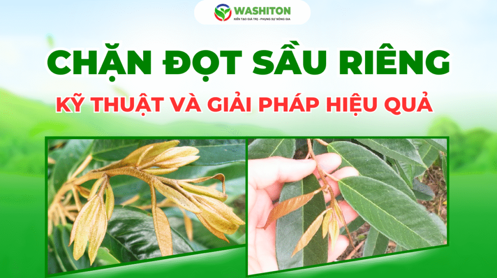 giải pháp chặn đọt sầu riêng
