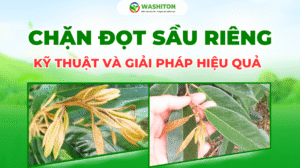 giải pháp chặn đọt sầu riêng