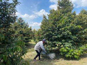 Xử lý tưới hoá chất - Chặn đọt Sầu Riêng