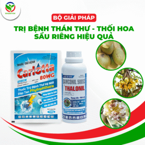 BỘ GIẢI PHÁP TRỊ THÁN THƯ, BỆNH THỐI HOA SẦU RIÊNG HIỆU QUẢ