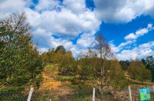 cây sầu riêng thiếu nước - gây bệnh thán thư