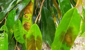 Dấu hiệu bênh thán thư Sầu Riêng