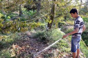 Cung cấp nước đầy đủ Sầu Riêng - Phòng trừ bệnh thán thư