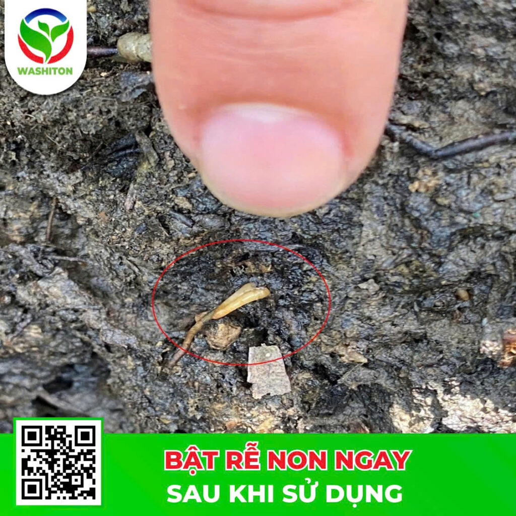 Bật rễ non sau khi sử dụng thuốc trị xì mủ sầu riêng