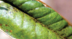 Bọ trĩ gây hại sầu riêng