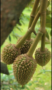 Bọ trĩ gây hại sầu riêng