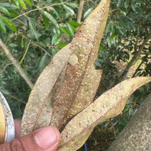 Mùa khô thuận lợi cho Rệp Vảy