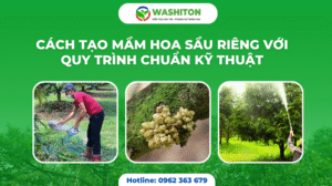 CÁCH TẠO MẦM HOA SẦU RIÊNG VỚI QUY TRÌNH CHUẨN KỸ THUẬT