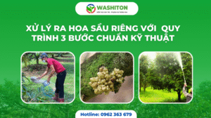 CÁCH TẠO MẦM HOA SẦU RIÊNG VỚI QUY TRÌNH CHUẨN KỸ THUẬT