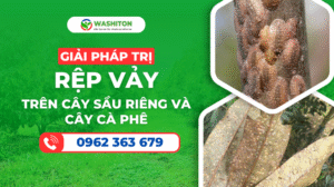 Rệp Vảy – Kẻ Thù Hai Mặt Của Nông Nghiệp Việt Nam