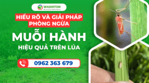 MUỖI HÀNH - VÀ GIẢI PHÁP PHÒNG TRỪ HIỆU QUẢ TRÊN LÚA