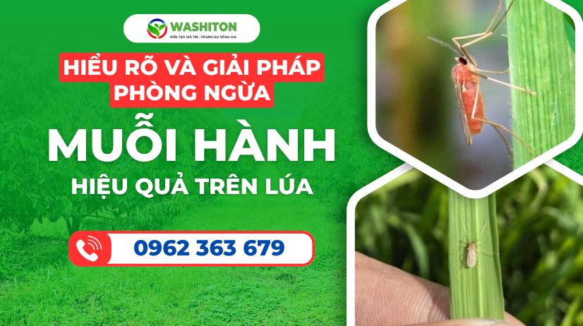 MUỖI HÀNH - VÀ GIẢI PHÁP PHÒNG TRỪ HIỆU QUẢ TRÊN LÚA