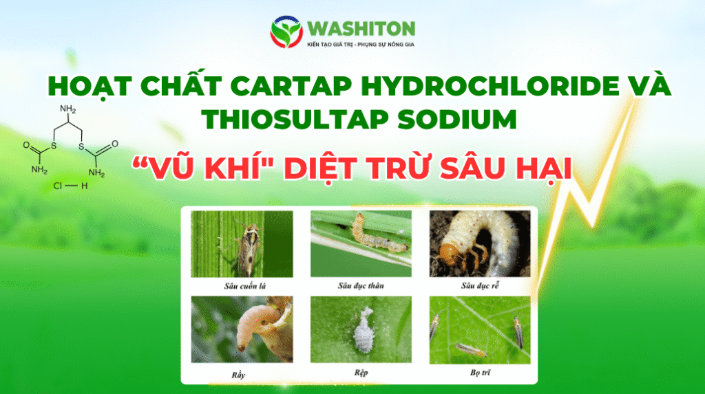 HOẠT CHẤT CARTAP HYDROCHLORIDE VÀ THIOSULTAP SODIUM