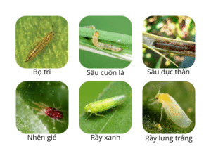 Hoạt chất Profenofos tác dụng trên Côn trùng nhai gặm