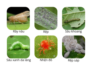 Hoạt chất Profenofos tác dụng trên Côn trùng chích hút