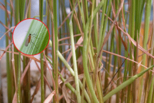 Hậu quả nếu không phòng trừ muỗi hành kịp thời