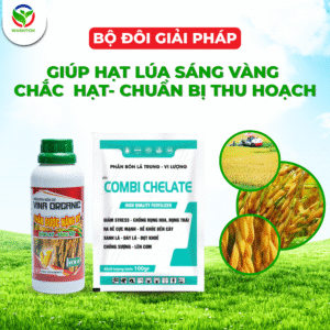 HẠT LÚA SÁNG VÀNG CHẮC HẠT