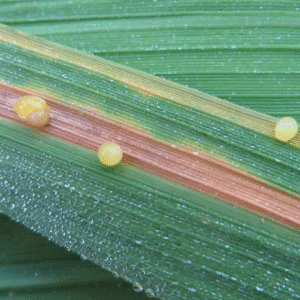 Dịch trào vi khuẩn