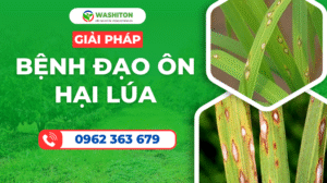 BỆNH ĐẠO ÔN LÚA