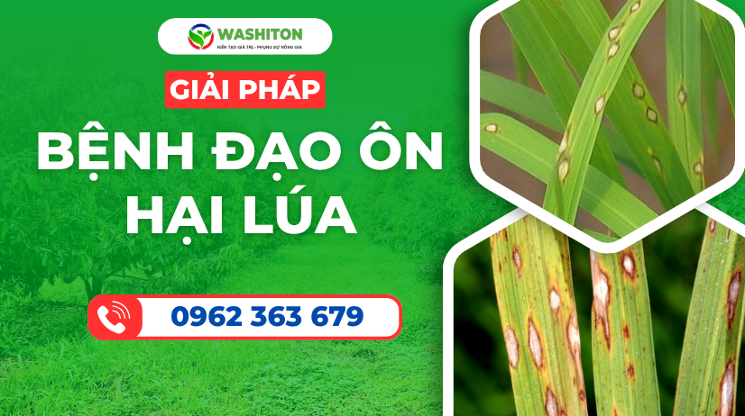 BỆNH ĐẠO ÔN LÚA
