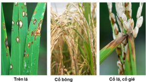 Đạo ôn trên lá, cổ bông, cổ lá và cổ gíe