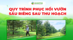 Phục hồi vườn sầu riêng sau thu hoạch