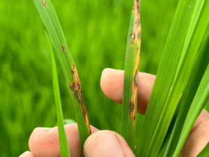 bệnh đạo ôn trên lá lúa