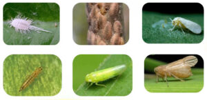 Hoạt chất Acetamiprid có tác động tiếp xúc vị độc và lưu dẫn mạnh đặc trị rệp dính (Aphids) bọ phấn, bọ trĩ, rầy nâu…