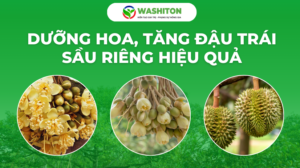 Dưỡng hoa – Tăng đậu trái sầu riêng hiệu quả với giải pháp dinh dưỡng