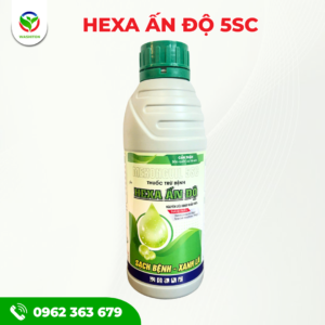 HEXA ẤN ĐỘ 5SC