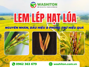 Lem lép hạt lúa - Nguyên nhân, dấu hiệu và giải pháp phòng trừ hiệu quả