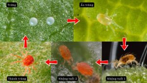 Vòng đời của nhện đỏ 7–10 ngày