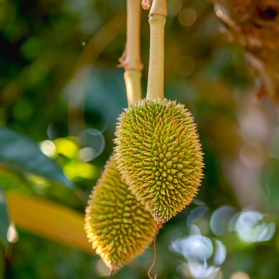 Phát triển trái non