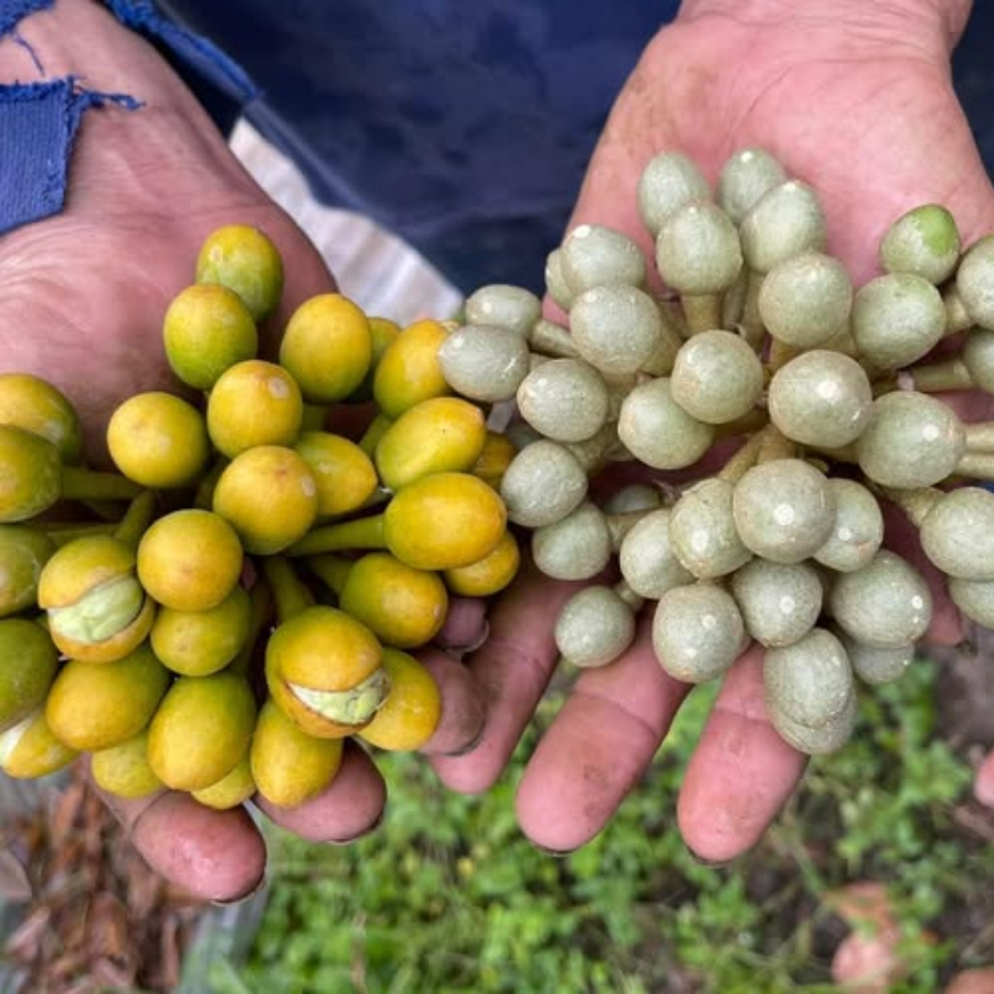 Tăng cường thụ phấn và đậu trái