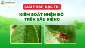 GIẢI PHÁP KIỂM SOÁT NHỆN ĐỎ TRÊN SẦU RIÊNG